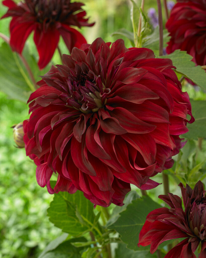 Dahlia Dekorativ Spartacus 1-pakning NYHET